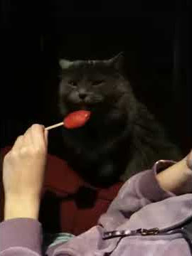 Pussy licker