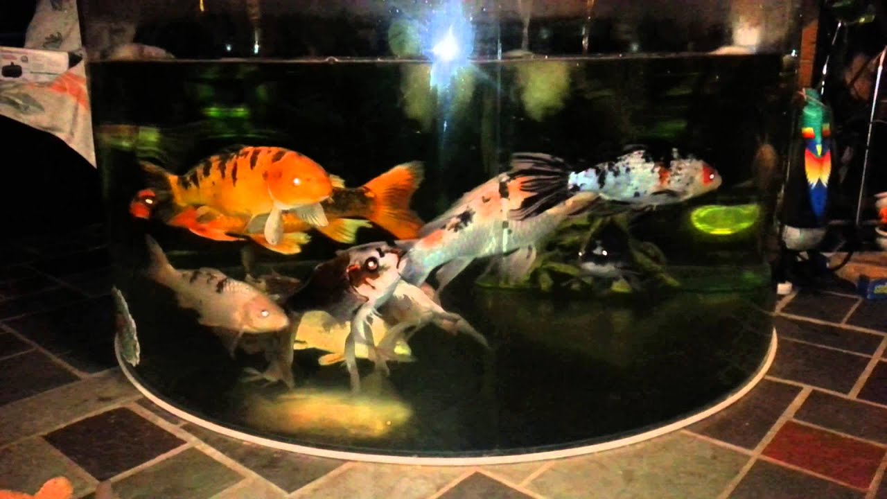 2013 Indoor koi tank water change - YouTube