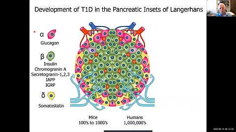 "Neo-antigens Generated by Transpeptidation in Typ...