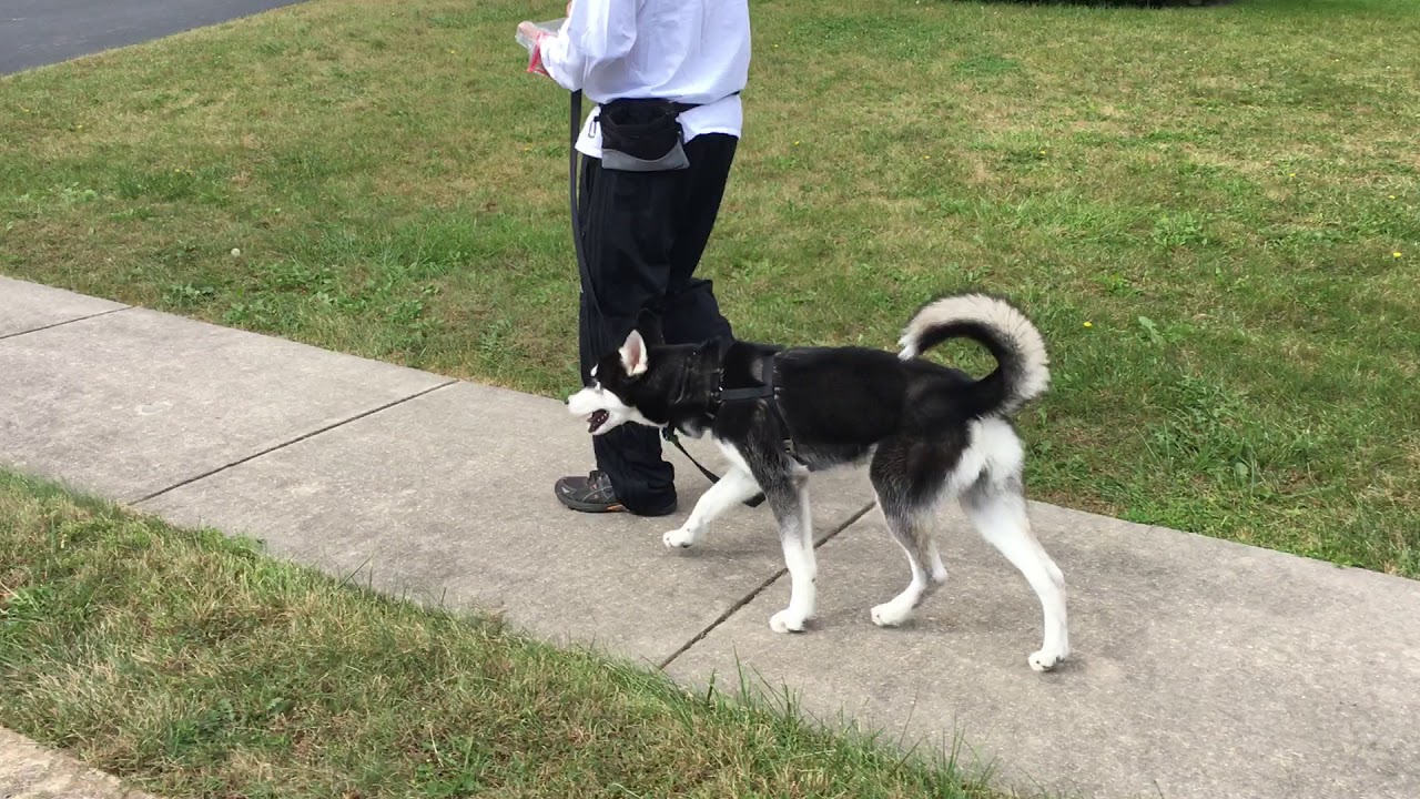 Stefan - Loose Leash Walking