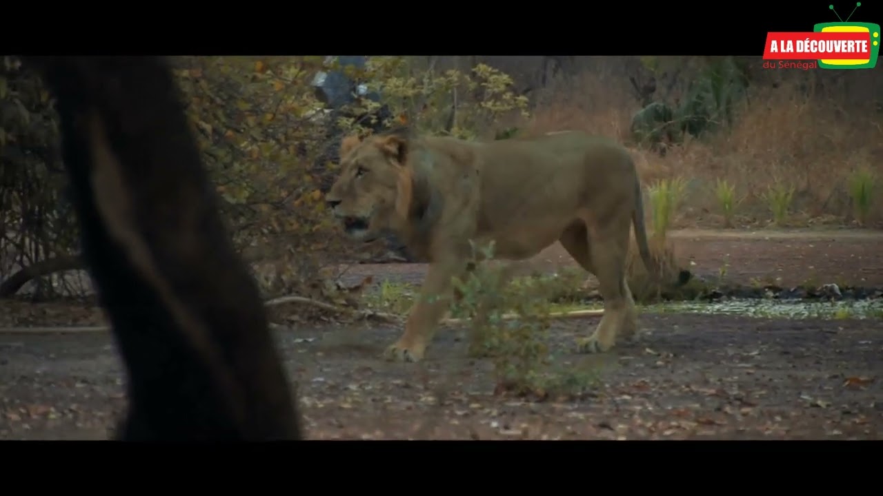A la découverte du Sénégal : PARC NIOKOLO KOBA