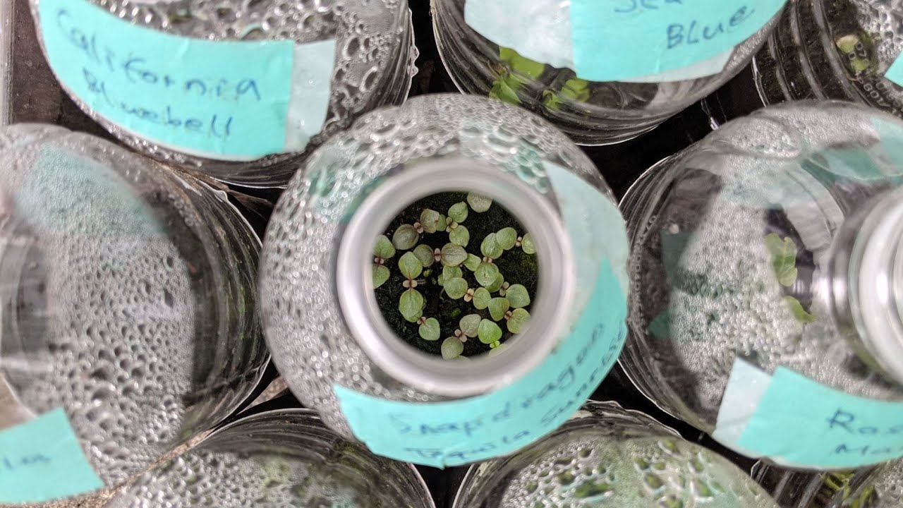 Winter Sowing Reveal (500ml bottles)