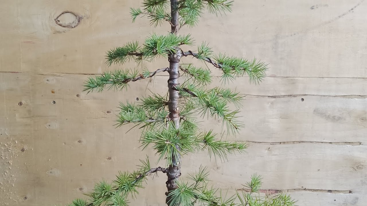 Blue atlas ceder from nursery stock