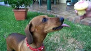 Dachshund Bday Cupcake Frenzy - Wiener Dog - Sausage Dog