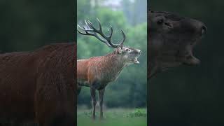 Download Lagu An afternoon of wildlife photography in the rain, witnessing a stag's bellow in this setting is trul MP3