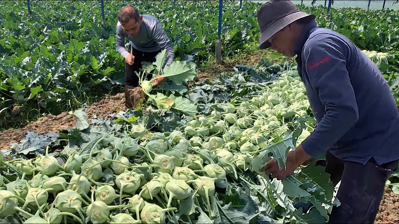 Во время сбора урожая кольраби в Дык Чонге каждая семья готовит маринованные овощи в честь праздн...