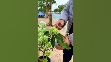 Cây mini cẩm tú cầu thân gỗ phù hợp không gian hẹp hay để bàn | 092 692 2886 #camtucauthango