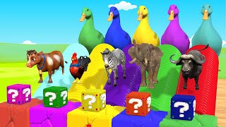 Long Slide Game With Elephant Gorilla Buffalo Hippopotamus Tiger - 3d Animal Game - Funny 3d Animals