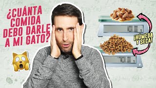 ¿Qué CANTIDAD EXACTA de comida HÚMEDA + SECA darle a tu gato ⚖️? ¿Cuánto debe comer