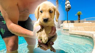 8 Week Old Puppies Go To Swim School!!