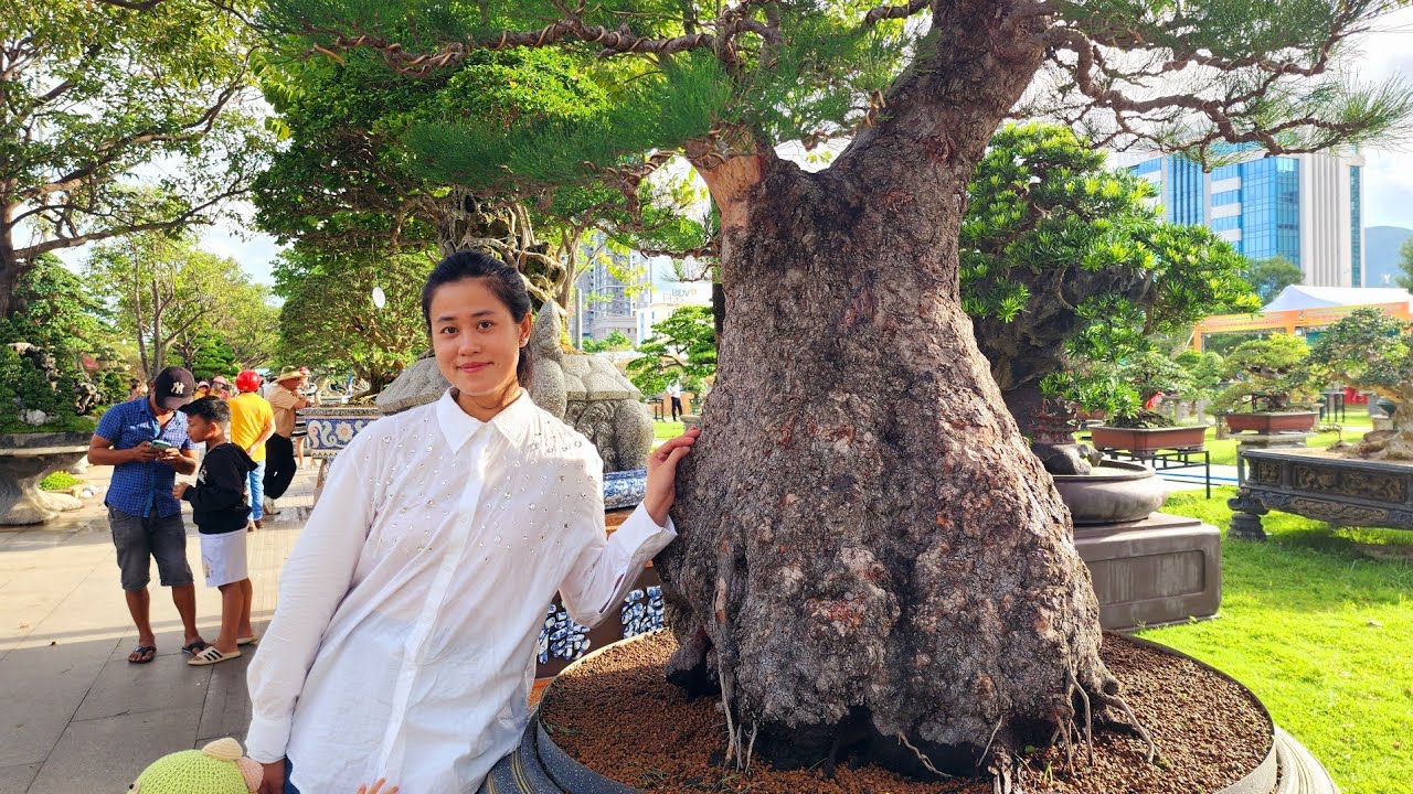 PAN CITY 655 🌺 Bonsai quá đẳng cấp tại triễn lãm Qui Nhơn 2025 lần này !!!