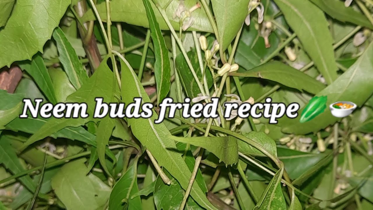 Neem Boo Neem buds fried recipe🥬🍲 - YouTube