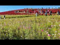 "Hitachi Seaside Park, Japan's unforgettable Floral Experience! " & Most Beautiful Seasonal Place.