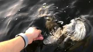 Blue Ridge Park Slo Mo Release