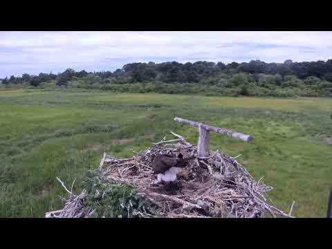 camera iphone 8 plus apk Cape Cod Museum of Natural History Live Stream