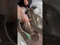 Jualan ikan