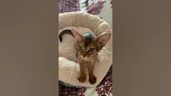 Video 11470081: abyssinian kitten cat