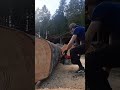 West coast soft wood #chainsaw #stihl #westcoast #firewood #bucking #064