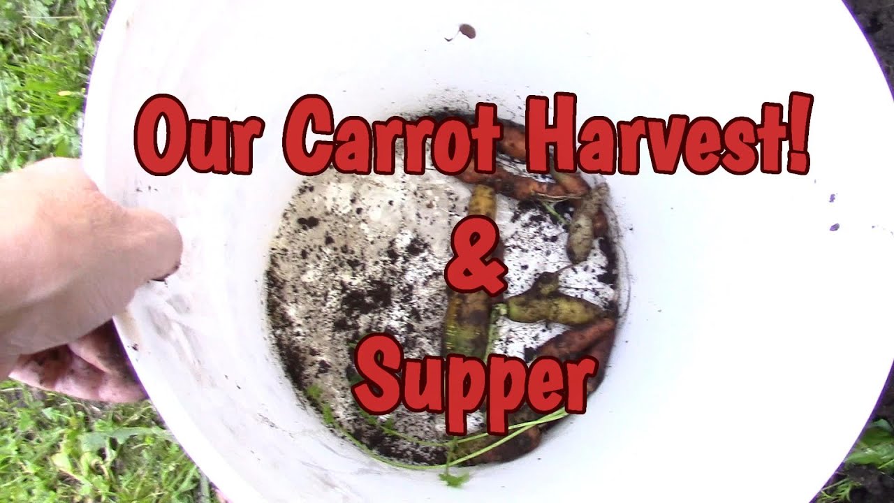 Our Carrot Harvest & More