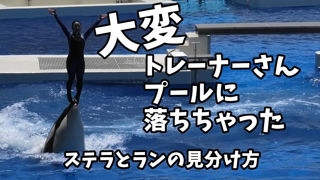 【大変】トレーナーさんプールに落ちちゃった・・・ステラとランの見分け方【神戸須磨シーワールド】Trainer fell into the pool
