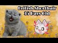 Cute Kittens -  British  Shorthair 35 Days Old.