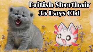 Cute Kittens -  British  Shorthair 35 Days Old. by Reebonz Cattery TV 1,920 views 1 year ago 3 minutes, 41 seconds