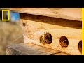 Beekeeping and Bee Behavior
