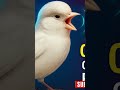 O Som da Perfeição Canário Belga Que Deixa Todos Sem Palavras!