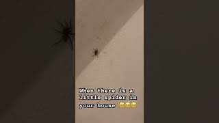 I almost died going this close up to it 😭 #spider #phobia