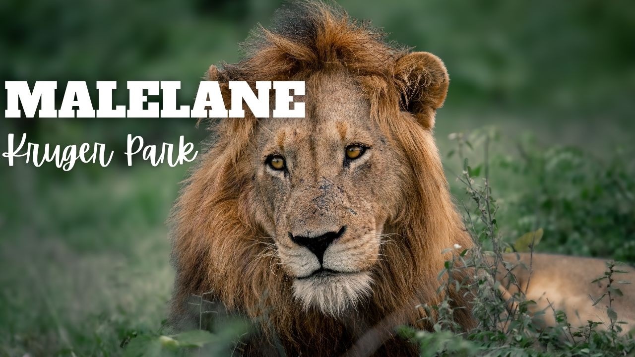 Kruger National Park | Malelane | Summer in the South