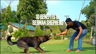 जर्मन शेफर्ड सबसे अच्छे कुत्ते क्यों हैं ? 10 Benefits Of German shepherd .