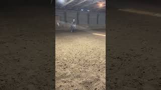 RB Kinkie Dream, Arabian trot #Fancy #Liberty #Trot #GreyMare #horseforsale #arabian #arabiandesert
