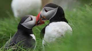 Kissing puffins. Mykines, Faroe Islands