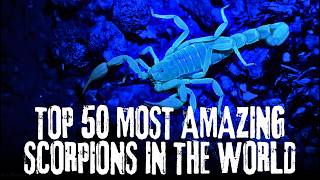 Meet 50 Types of Scorpions: Nature’s Most Fascinating Creatures!