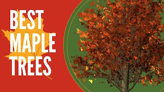 Best Maple Tree to Plant: A Comprehensive Guide