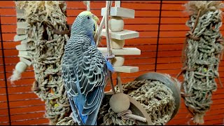 relaxing budgie sounds