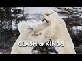 Polar Bear: The King in the North