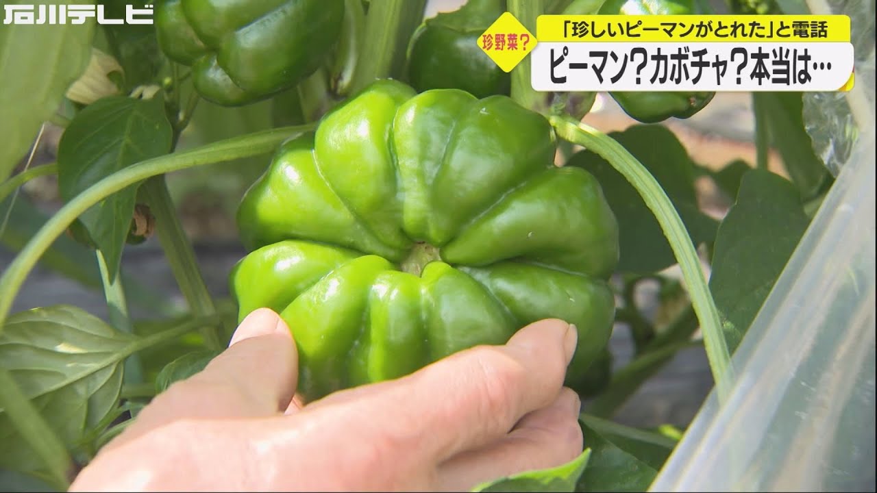 植えられていたモノは何なのか 変わったピーマンとれた 畑へ向かった取材班に よもやの真実 Youtube