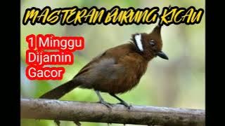 MASTERAN MURAI JUARA! CILILIN GACOR JERNIH | 1 JAM NON STOP