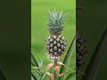 🍍⏳ La PIÑA: La Fruta que Tarda 2 AÑOS en Crecer