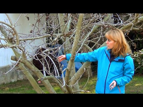 Video: Liana Clematis: pasiruošimas žiemai