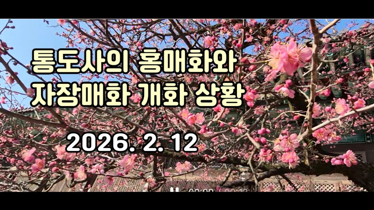 한국의 산지승원 세계유산 통도사의 홍매화, 자장매 개화 상황 (2026.2.12)