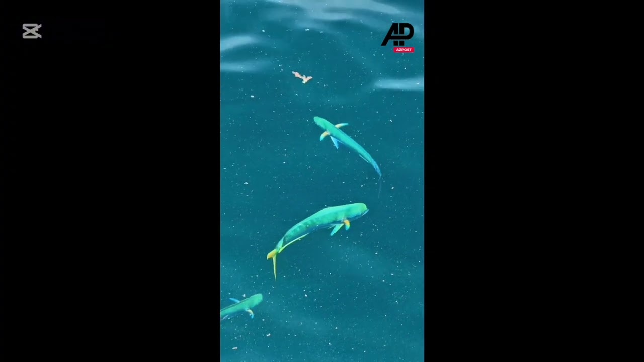 BRAZIL: Drone operator spots stunning dolphinfish swimming off São Paulo