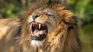 Spiritual Warfare -|- SHOFAR and LIVE Lion ROARS -|- EXTREMELY LOUDER THAN LOUD !!!