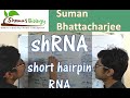 shRNA mechanism | short hairpin RNA mediated knockdown and gene silencing