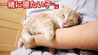 ベッドについて来た猫と添い寝していたら離れなくなった...笑