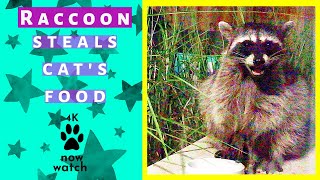 Daisy's Diary: Cute Raccoon Eats/Steals Outdoor Cat's Dry Food, Midnight, Eats with Fingers, 4K