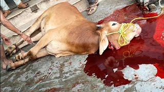 Beautiful Cow Qurbani || Video Eid 2022