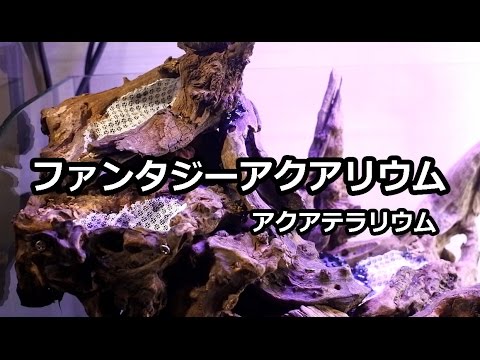 流木(625)　超大型流木　アクアリウム　テラリウム 流木(625)超大型流木アクアリウムテラリウム