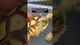 ANTI STRESS!! Tips Pelihara Kura-kura